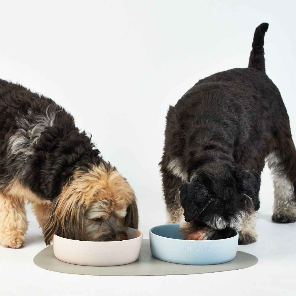 Ceramic Pet Bowl