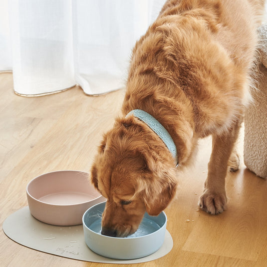 Ceramic Pet Bowl